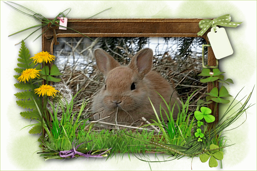 lapin